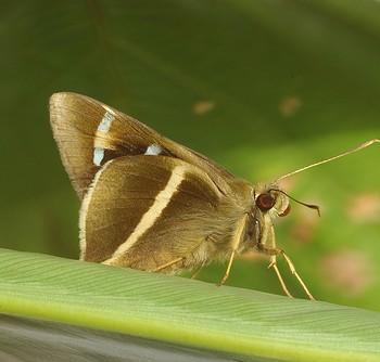 Alera vulpina
