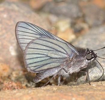 Cyclosma abdonides