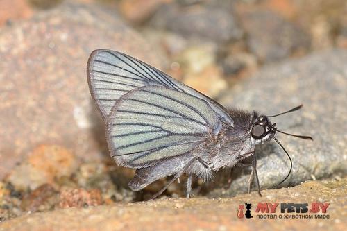 Cyclosma abdonides
