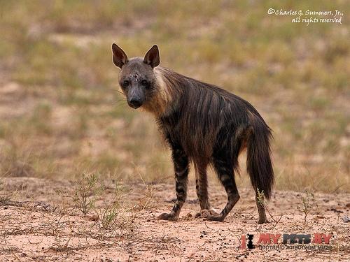  Parahyaena brunnea