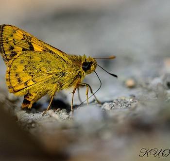 Potanthus diffusus