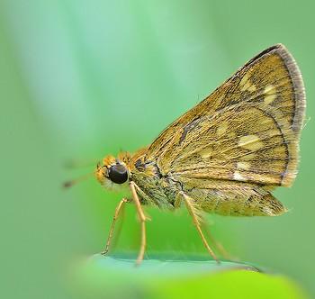 Taractrocera ardonia