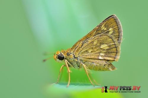 Taractrocera ardonia