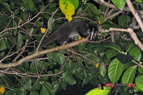 gem-faced civet