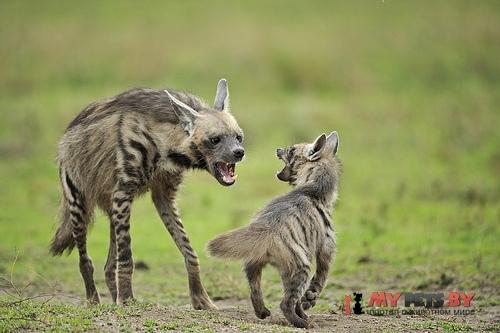 Striped hyena