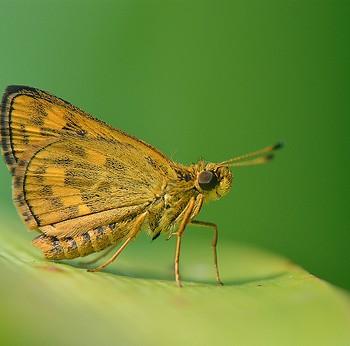 Potanthus juno