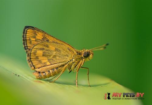 Potanthus juno