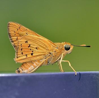 cephrenes trichopepla