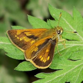 Ochlodes thibetana