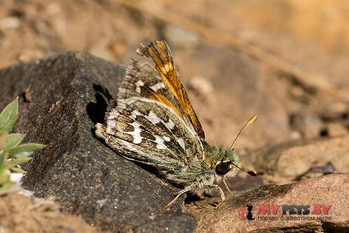 Hesperia uncas