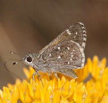 Amblyscirtes exoteria