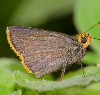 Amblyscirtes fimbriata