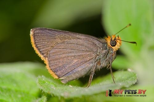 Amblyscirtes fimbriata