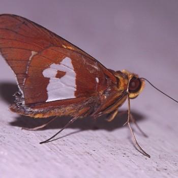 Aides dysoni