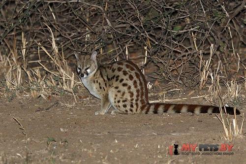 blotched genet