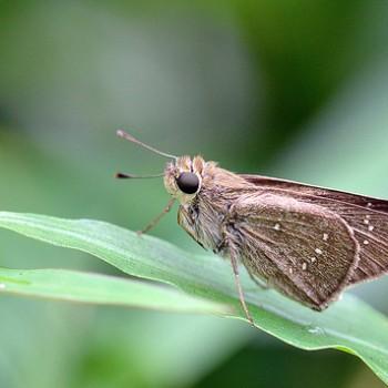 Pelopidas mathias