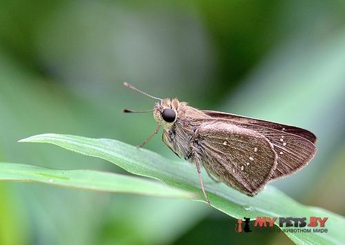 Pelopidas mathias