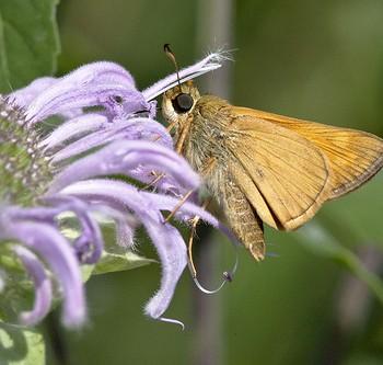 Thymelicus stigma