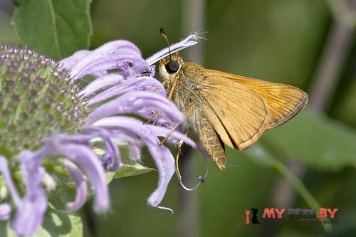 Thymelicus stigma