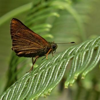 Choranthus borincona