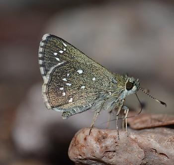 Amblyscirtes elissa