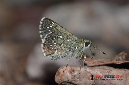Amblyscirtes elissa