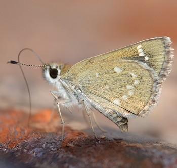 Amblyscirtes nereus