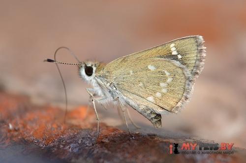 Amblyscirtes nereus