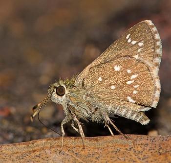 Amblyscirtes aenus