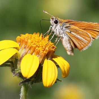 Copaeodes minima