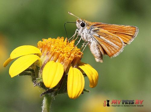 Copaeodes minima