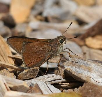 Asbolis capucinus