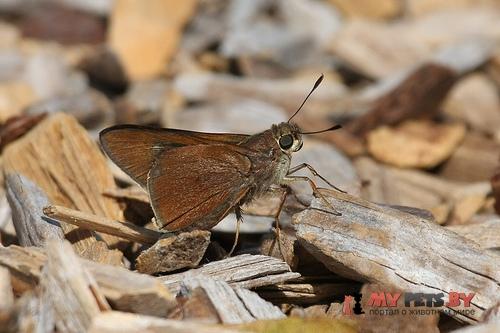 Asbolis capucinus