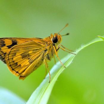 Taractrocera archias