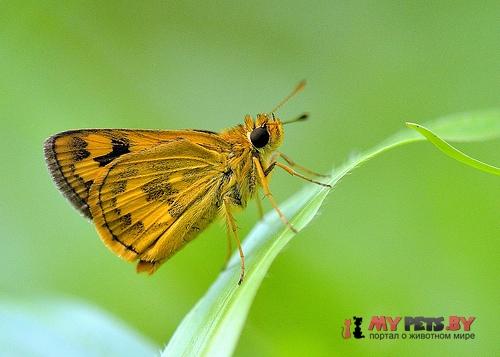 Taractrocera archias
