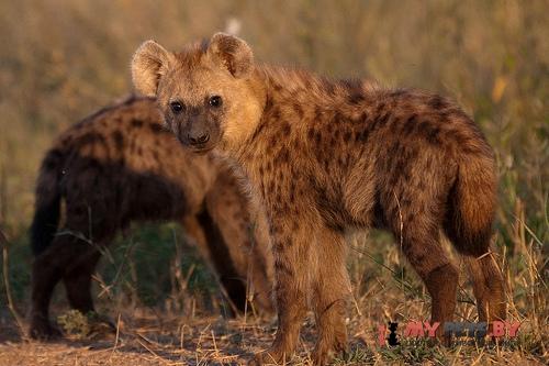 laughing hyena