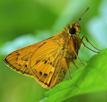 Potanthus trachala