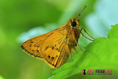 Potanthus trachala