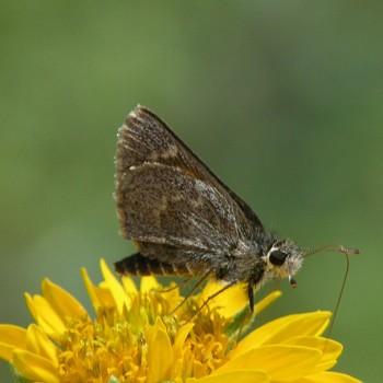 Amblyscirtes simius