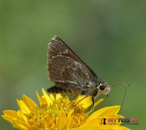 Amblyscirtes simius
