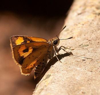 Acada biseriata
