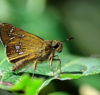Polytremis eltola