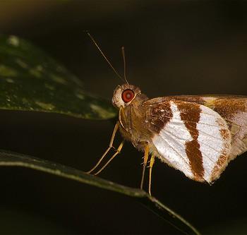 Lycas argentea