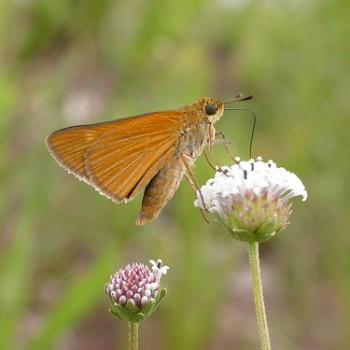 Euphyes berryi