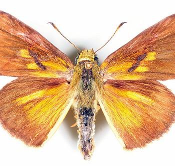 Euphyes dukesi