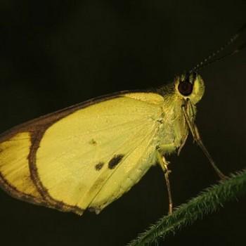 Falga farina