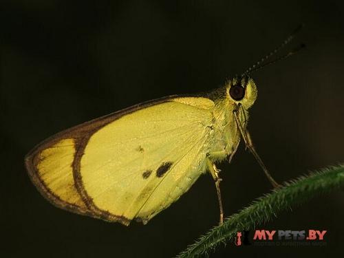 Falga farina