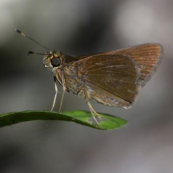 Eutocus facilis