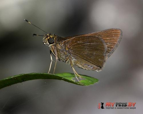 Eutocus facilis