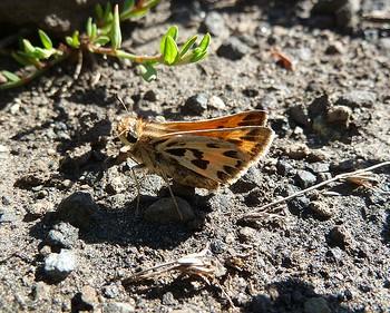 Hylephila fasciolata